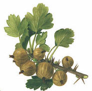 Painting of Gooseberry